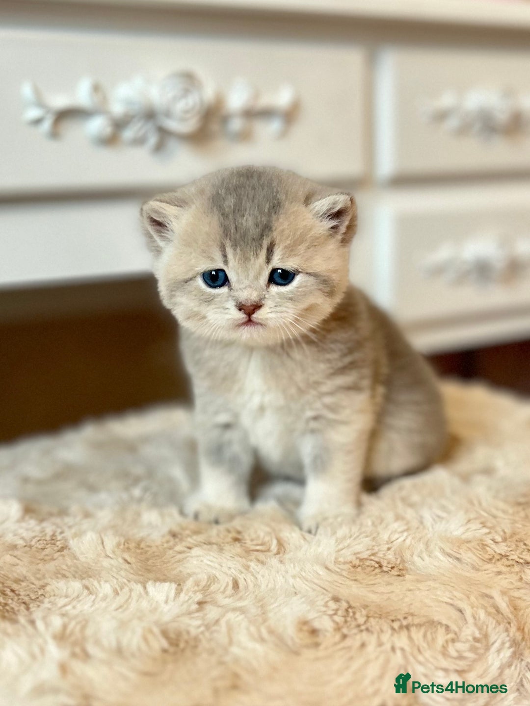 British Shorthair cats for sale: Stunning litter of 6 nuggets! - Advert 6