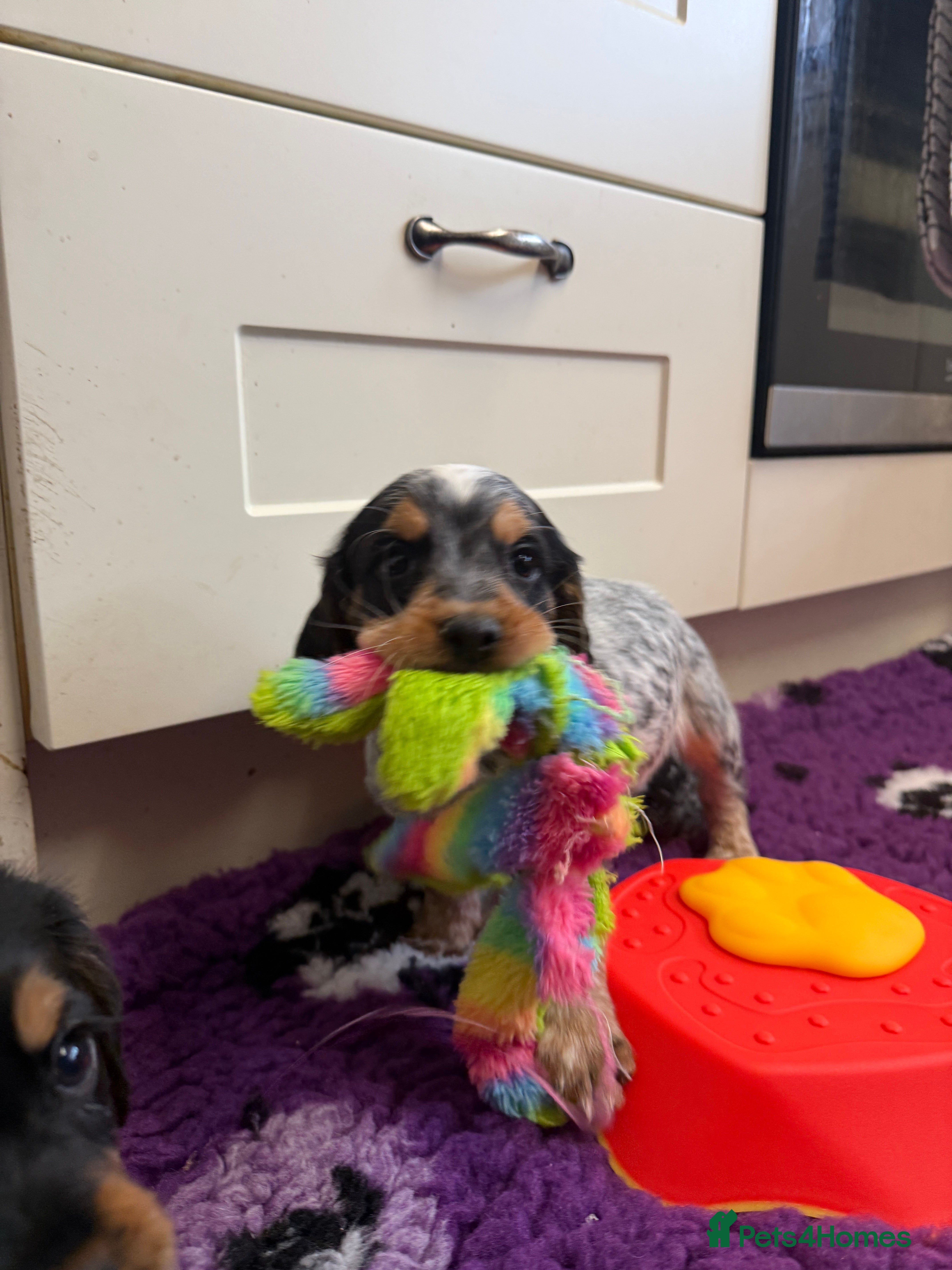 Cocker Spaniel dogs Blue Roan & Tan Boy Extensively Health Tested - Advert 1