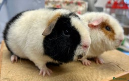 Guinea Pig rodents for sale: Teddy Guinea Pig Boars - Image 2