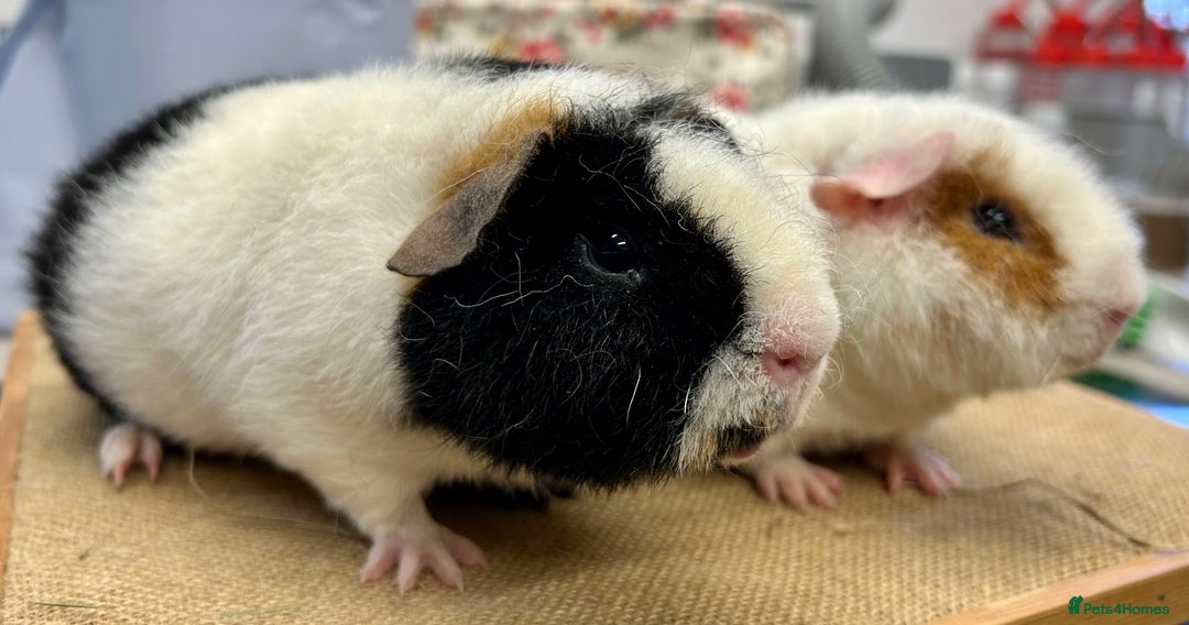 Guinea Pig rodents for sale: Teddy Guinea Pig Boars - Image 2