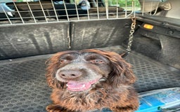 Cockapoo dogs for sale: Cockapoo pups for sale  - Image 1