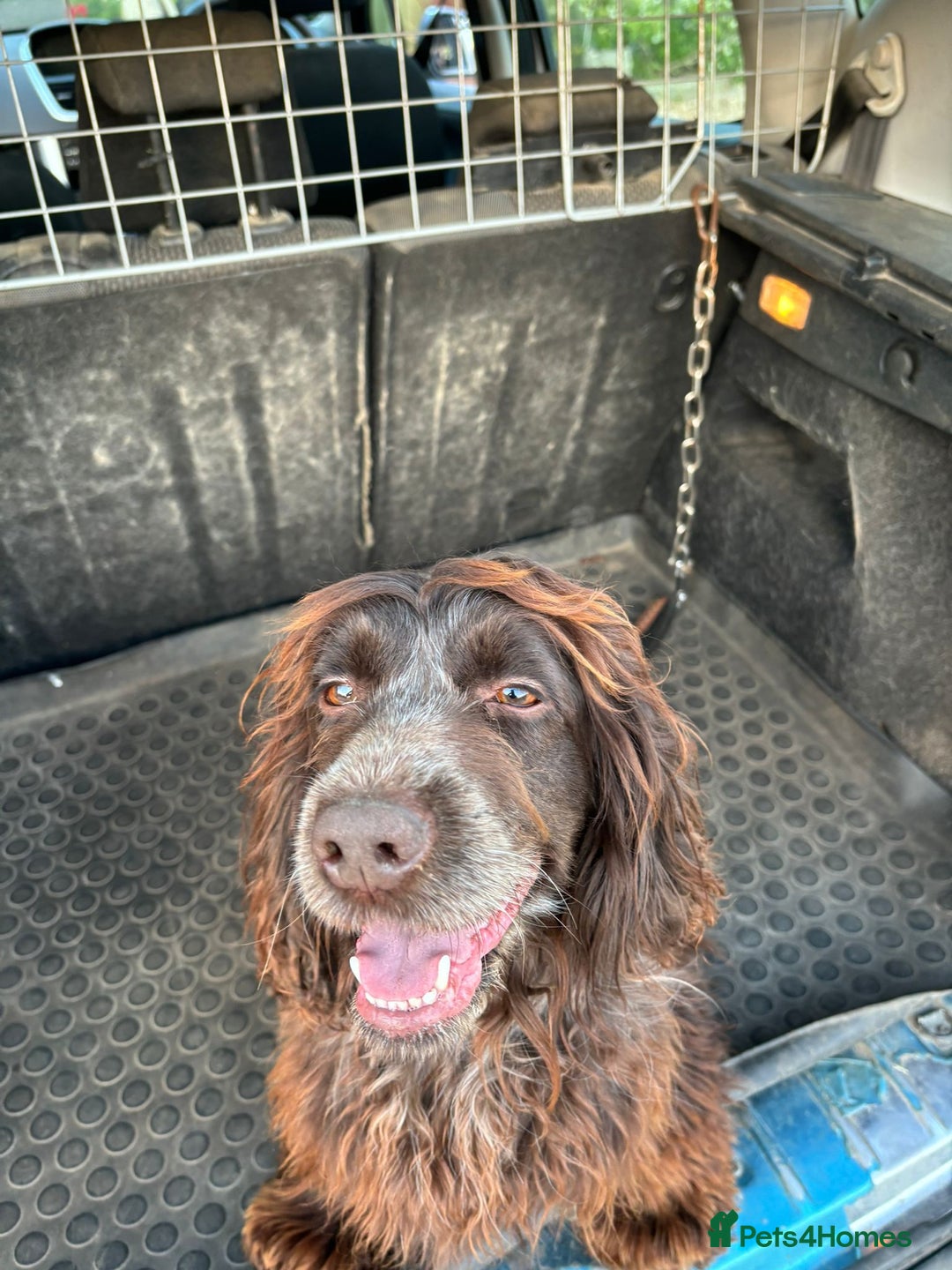 Cockapoo dogs for sale: Cockapoo pups for sale  - Image 1