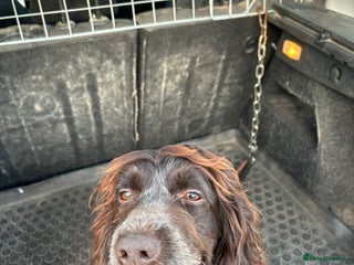 Cockapoo dogs - Advert 2