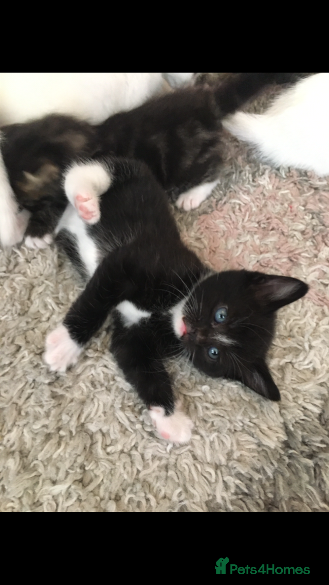 Turkish Angora cats for sale: Turkish angora cross bengal x tabby - Image 6