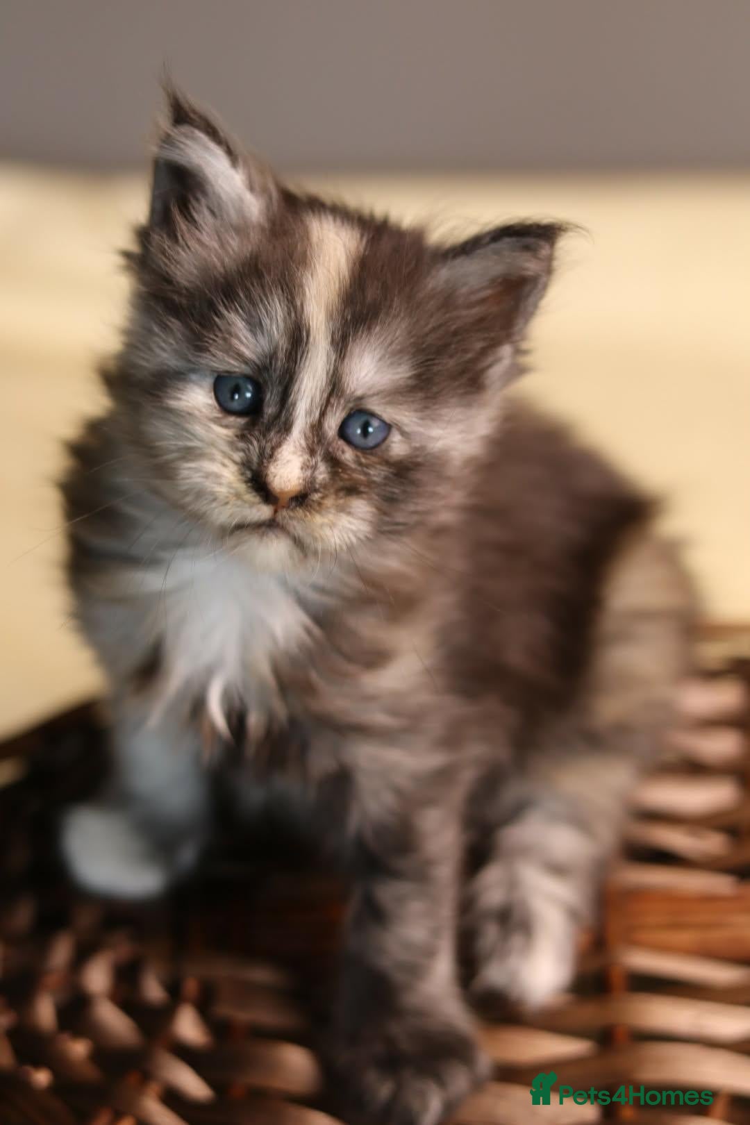Maine Coon cats Pedigree Maine Coon Kittens  - Advert 2
