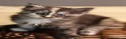 Maine Coon cats for sale: Pedigree Maine Coon Kittens  - Advert 2