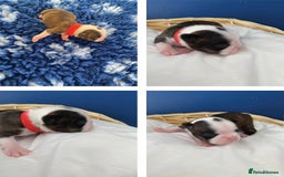 Boston Terrier dogs for sale:  🩷 KC reg gorgeous Boston terrier puppies  💙 - Image 4