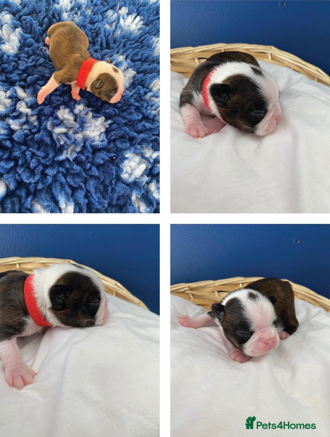 Boston Terrier dogs for sale:  🩷 KC reg gorgeous Boston terrier puppies  💙 - Image 4