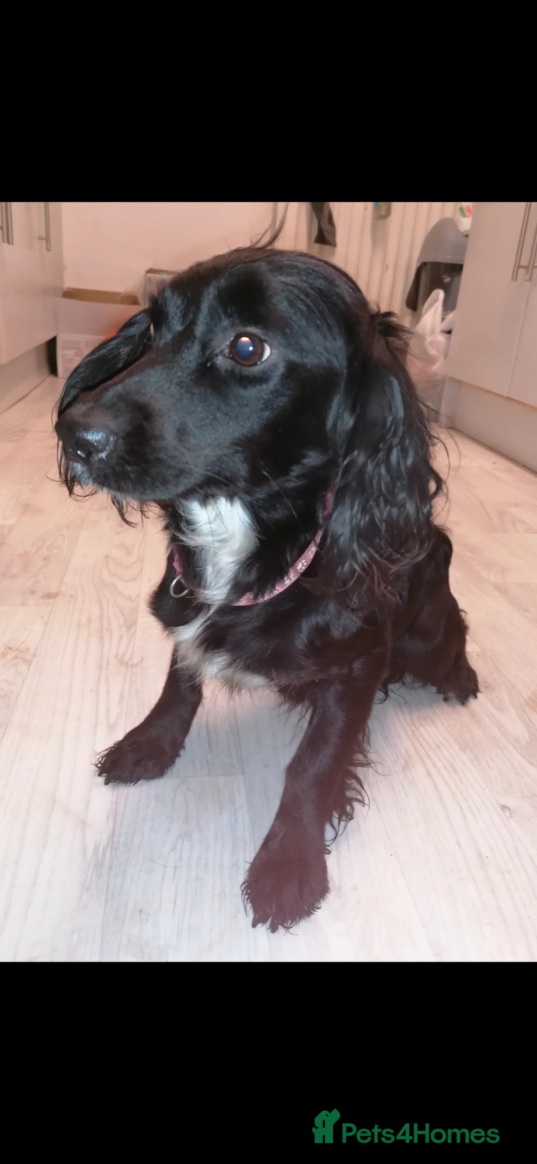 Cocker Spaniel dogs for sale: Two gorgeous pedigree Cocker Spaniel puppies  - Advert 2