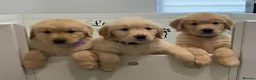 Golden Retriever dogs for sale: Golden retriever puppies  in Bognor Regis - Advert 3