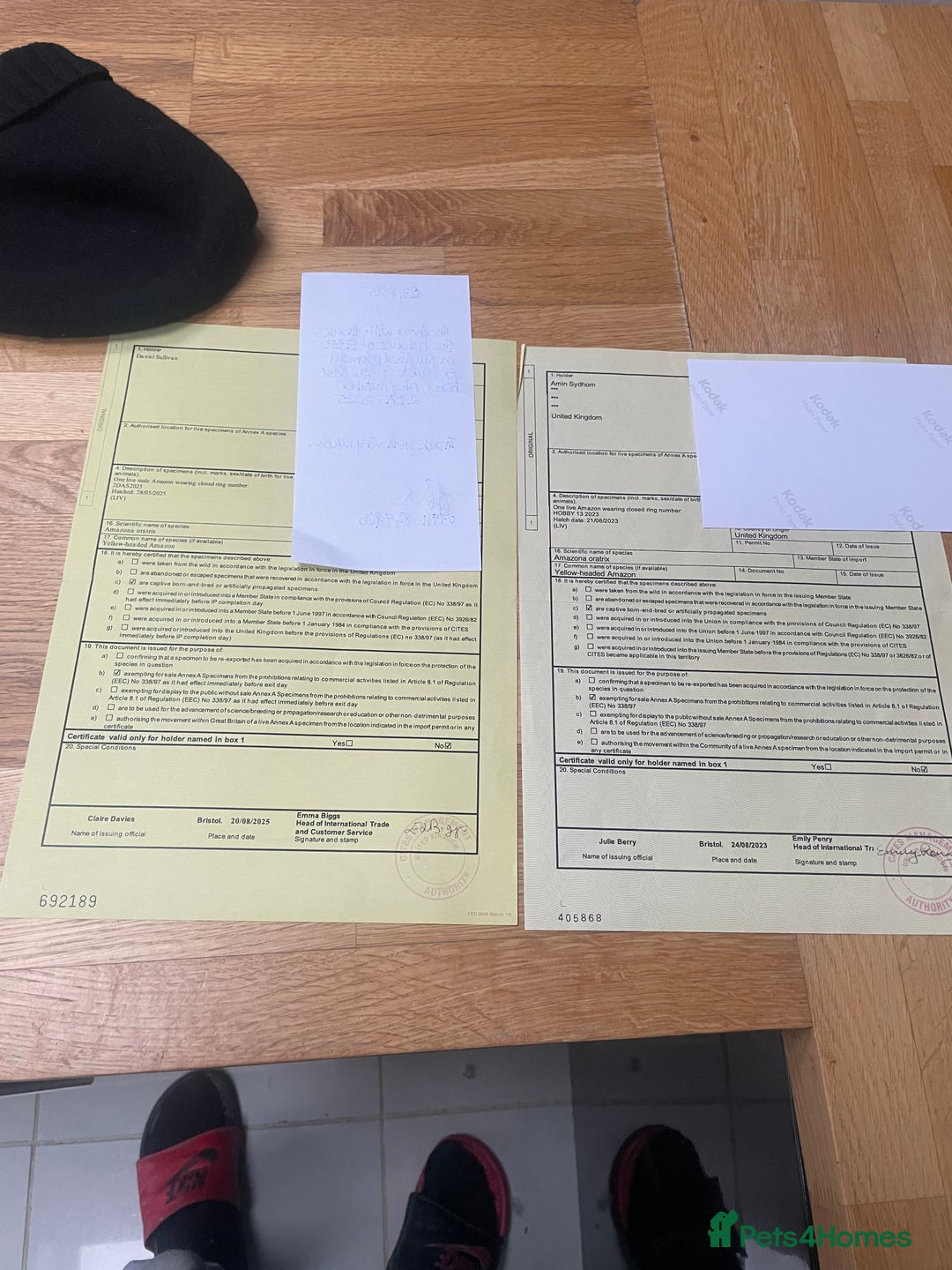 Parrots birds for sale: DYH double yellow headed Amazon parrots - Advert 4