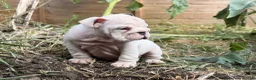English Bulldog dogs for sale: Rare mini english bulldogs  - Advert 33