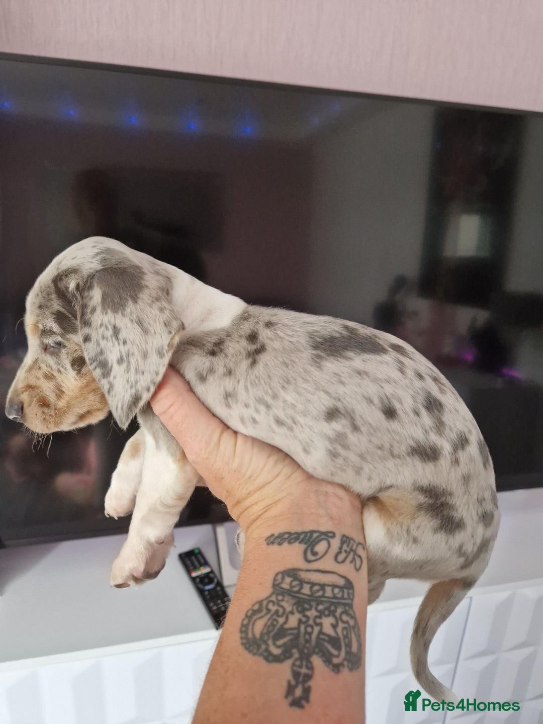 Miniature Dachshund dogs for sale: Available now💕🐾miniature dachshund  - Image 9