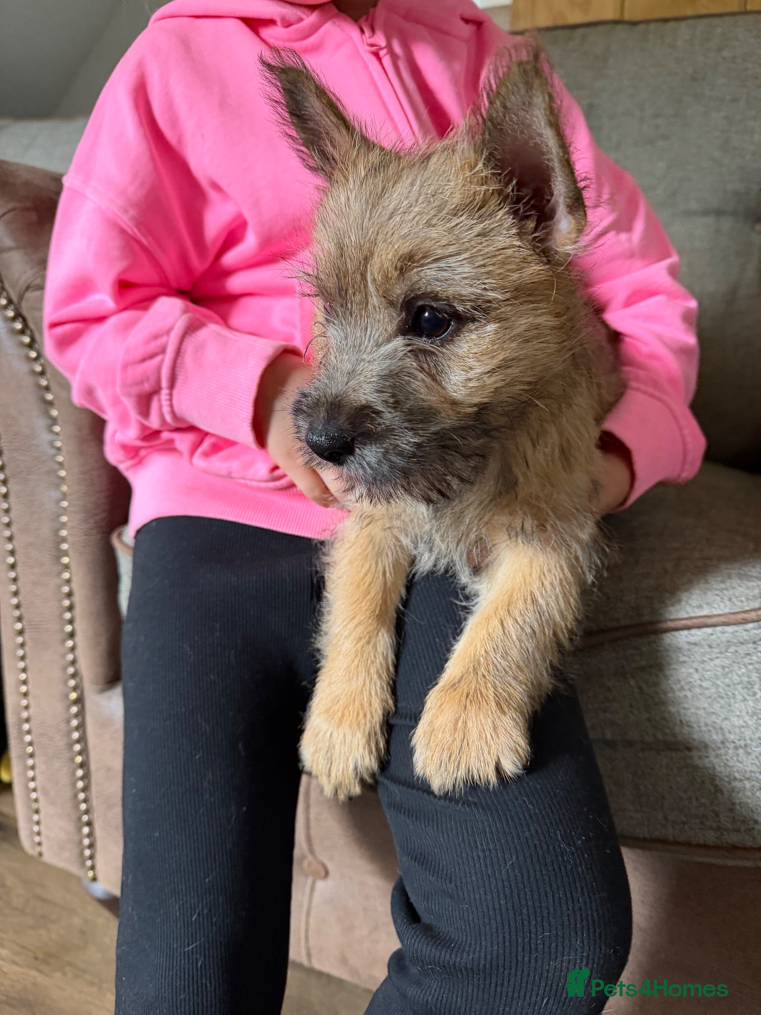 Cairn Terrier dogs Sweetest Little KC Reg Cairn Terrier Puppies.  - Advert 3