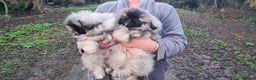 Pekingese dogs for sale: Pekingese puppys (Champion Bloodlines) - Advert 4