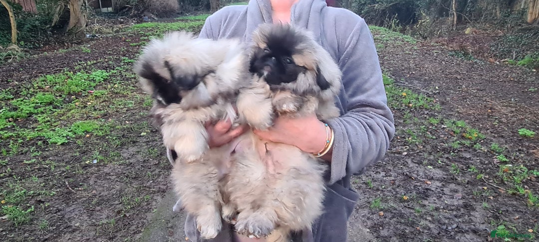 Pekingese dogs for sale: Pekingese puppys (Champion Bloodlines) - Advert 4