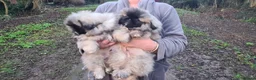 Pekingese dogs for sale: Pekingese puppys (Champion Bloodlines) - Advert 5