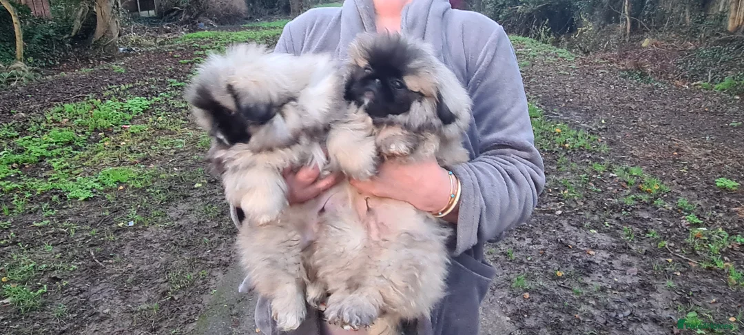 Pekingese dogs for sale: Pekingese puppys (Champion Bloodlines) - Advert 5