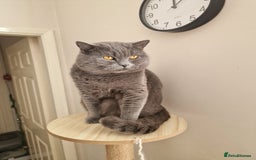 British Shorthair cats for stud: British shorthair male for stud - Image 2