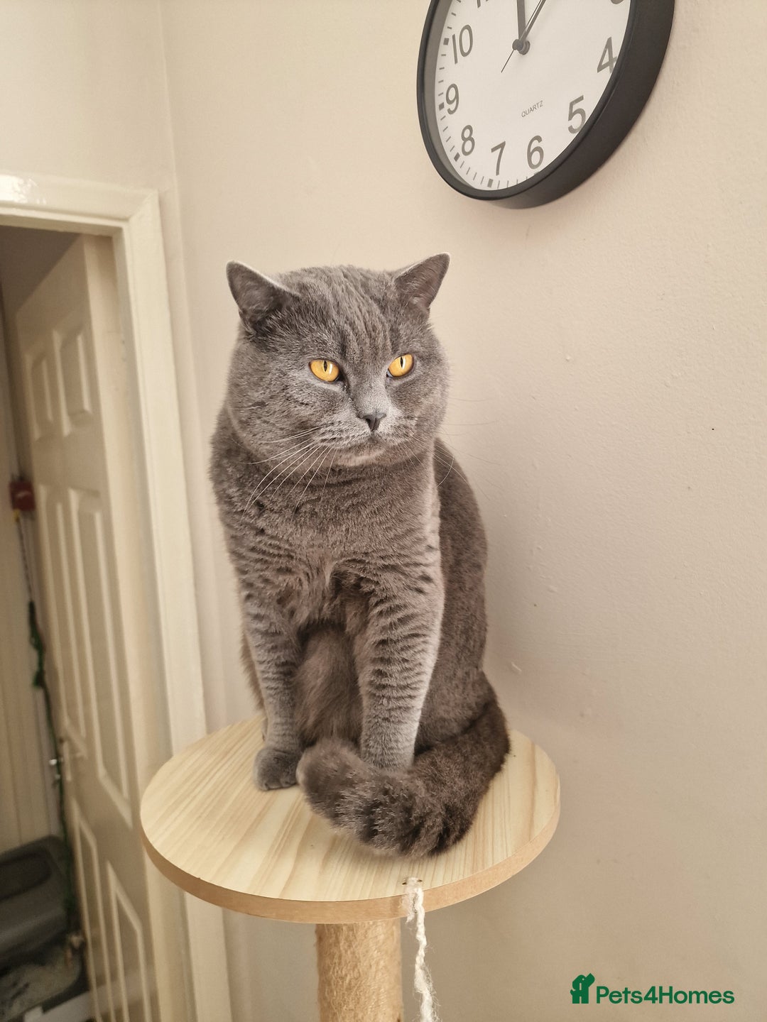 British Shorthair cats for stud: British shorthair male for stud - Image 2