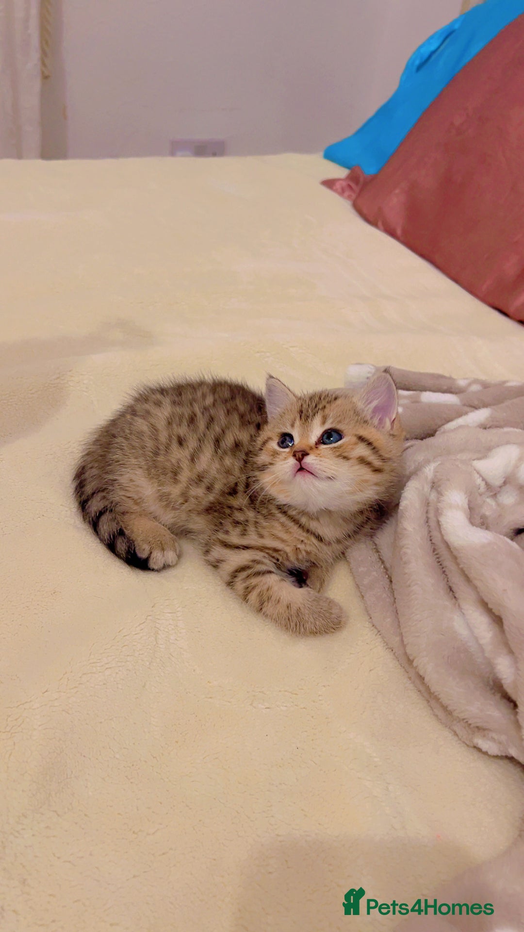 British Shorthair cats for sale: British short hair for sale kitten❤️ - Advert 5