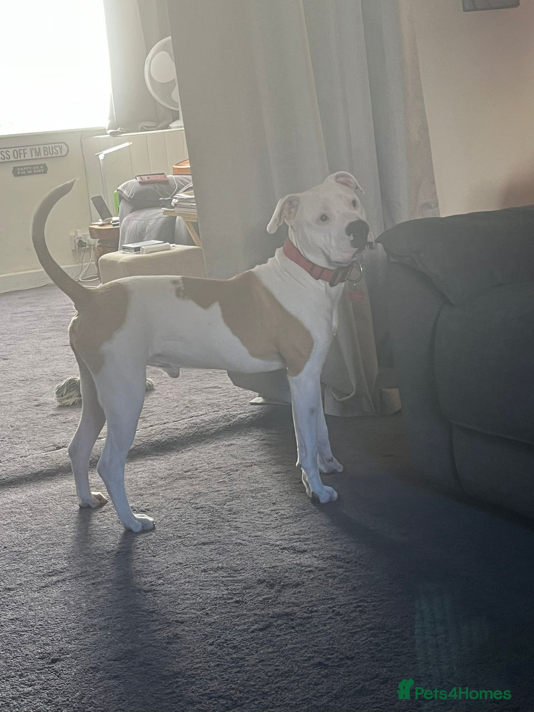 American Bull Staffy dogs for sale: Eight month old American Bull Staffy - Image 7