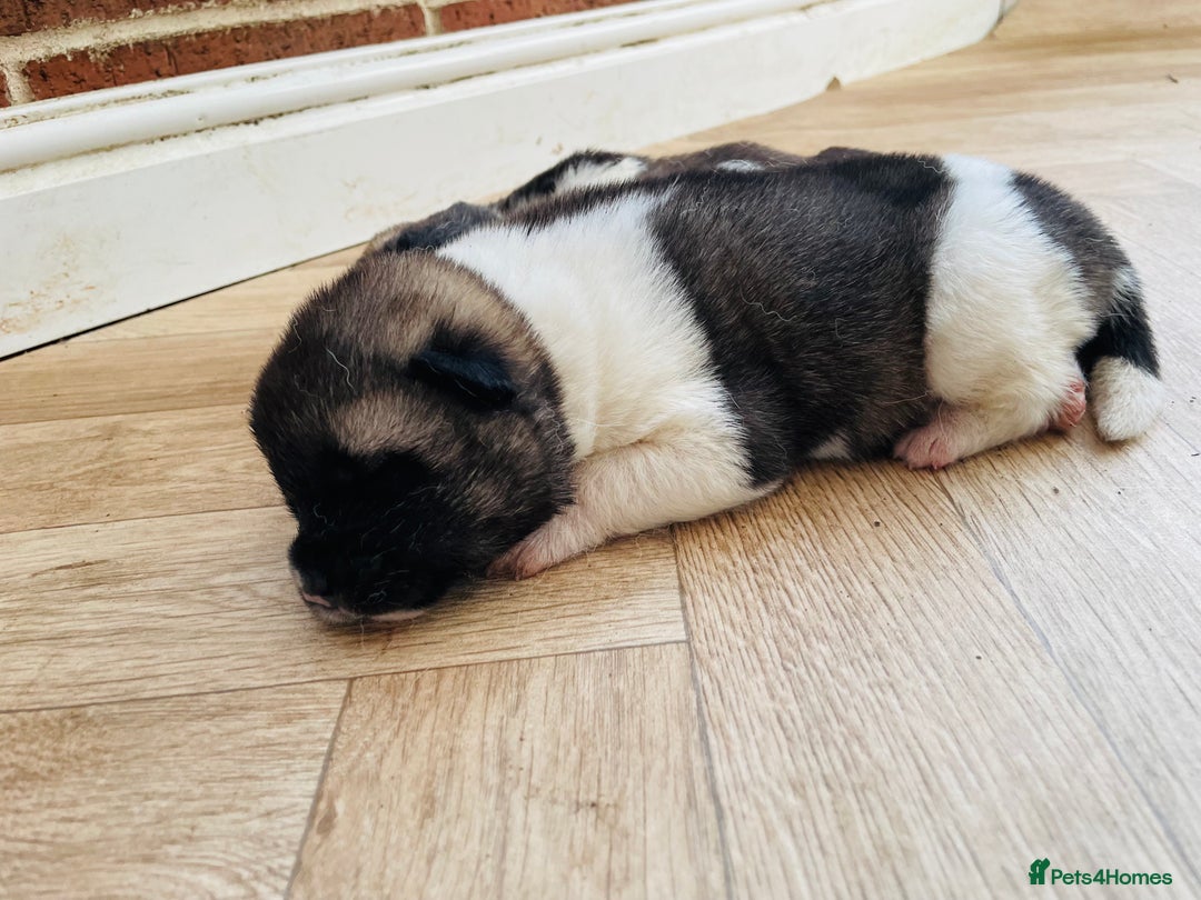 Akita dogs for sale: AMERICAN AKITA PUPPIES FOR SALE - Advert 1