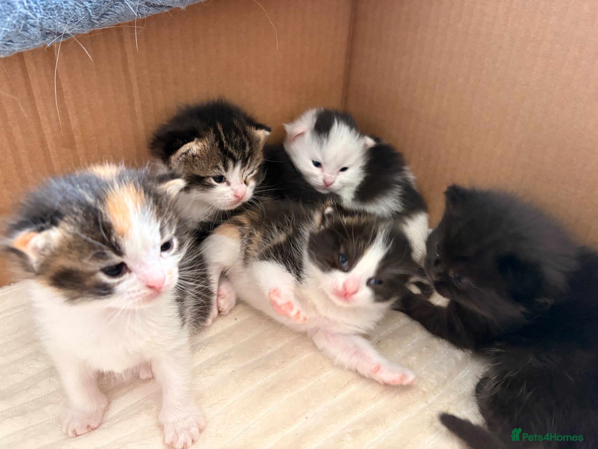 Mixed Breed cats Ragdoll x British Shorthair Kittens   - Advert 1
