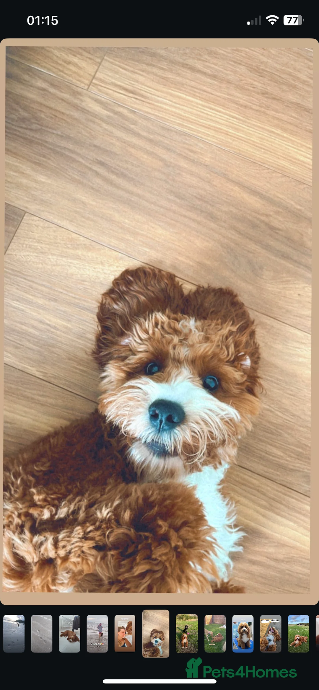 Cavapoo dogs for stud: Handsome Cavapoo Stud Dog 🐾  - Advert 2