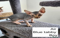 Sphynx cats for sale: REDUCED Ready now qualityTica Canadian kittens - Image 20