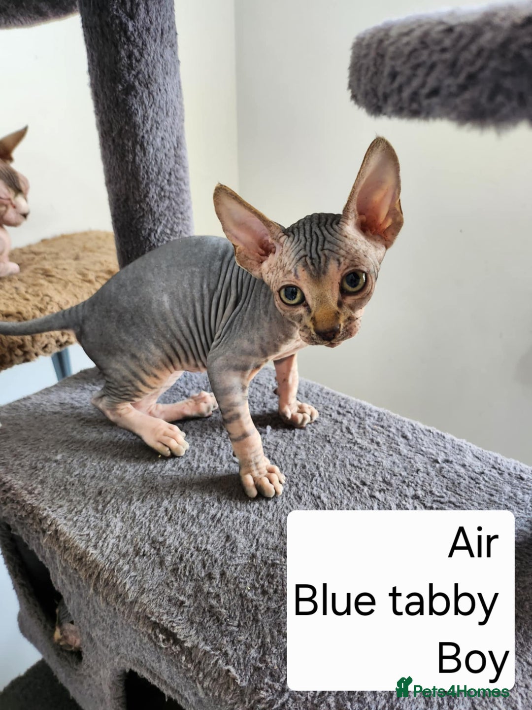 Sphynx cats for sale: REDUCED Ready now qualityTica Canadian kittens - Image 20
