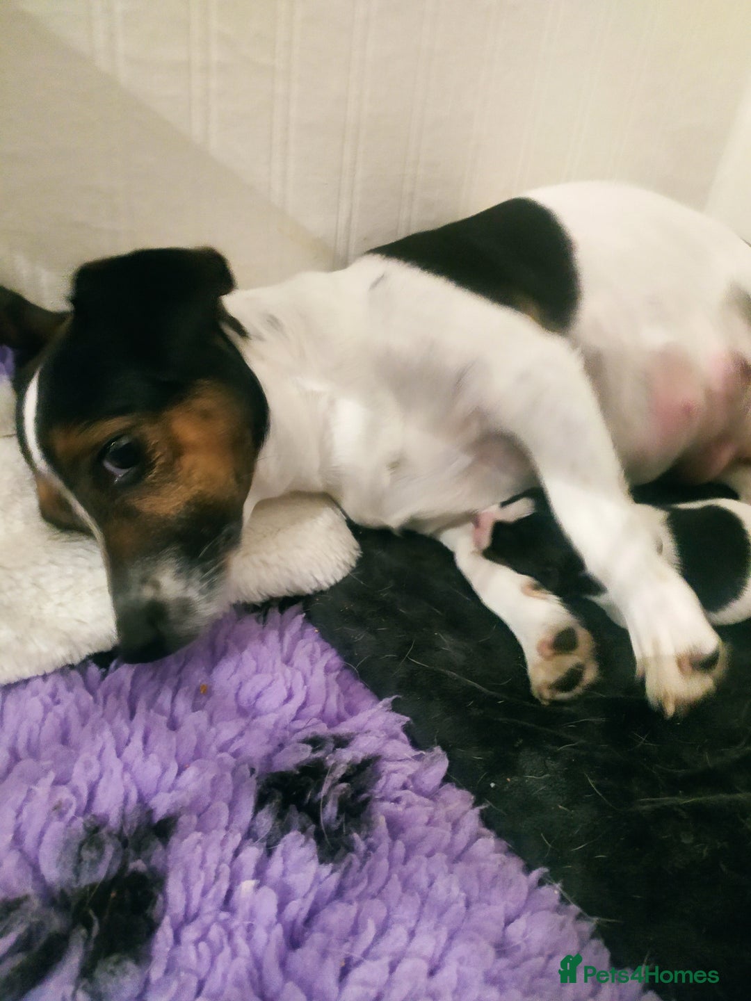 Jack Russell dogs for sale: Jack Russell  - Advert 3