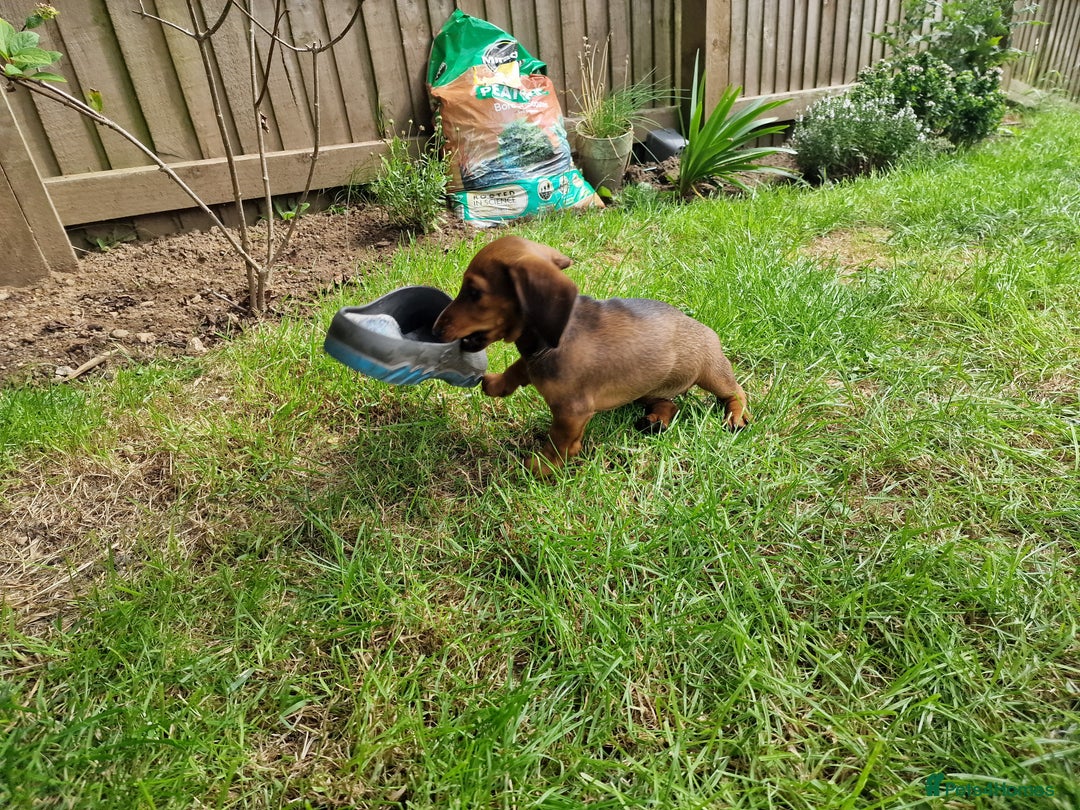 Dachshund dogs for sale: Champion sired, show quality miniature, ready now. - Image 17