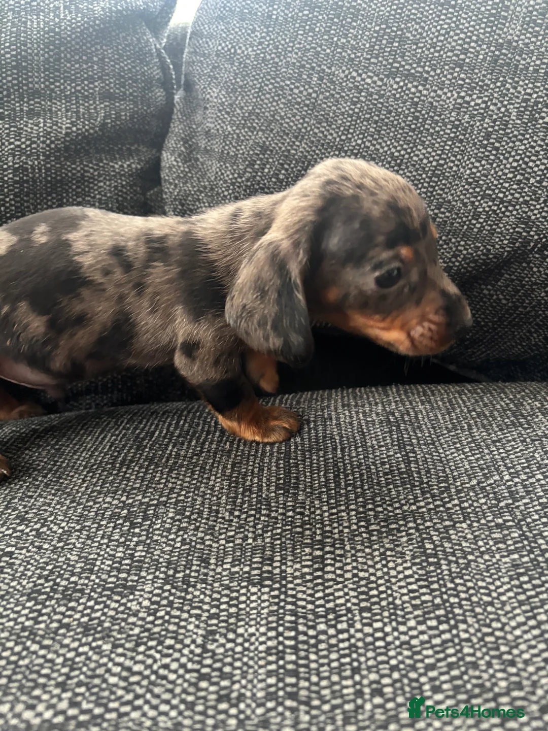 Dachshund dogs for sale: 3 male dachshund puppies  - Advert 8