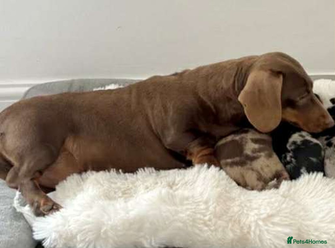 Dachshund dogs for sale: Miniature Dachshund puppies  - Advert 9