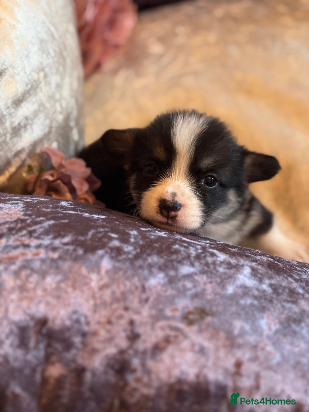 Welsh Corgi Pembroke dogs for sale: Pedigree, health tested parents, licensed breeder - Image 31