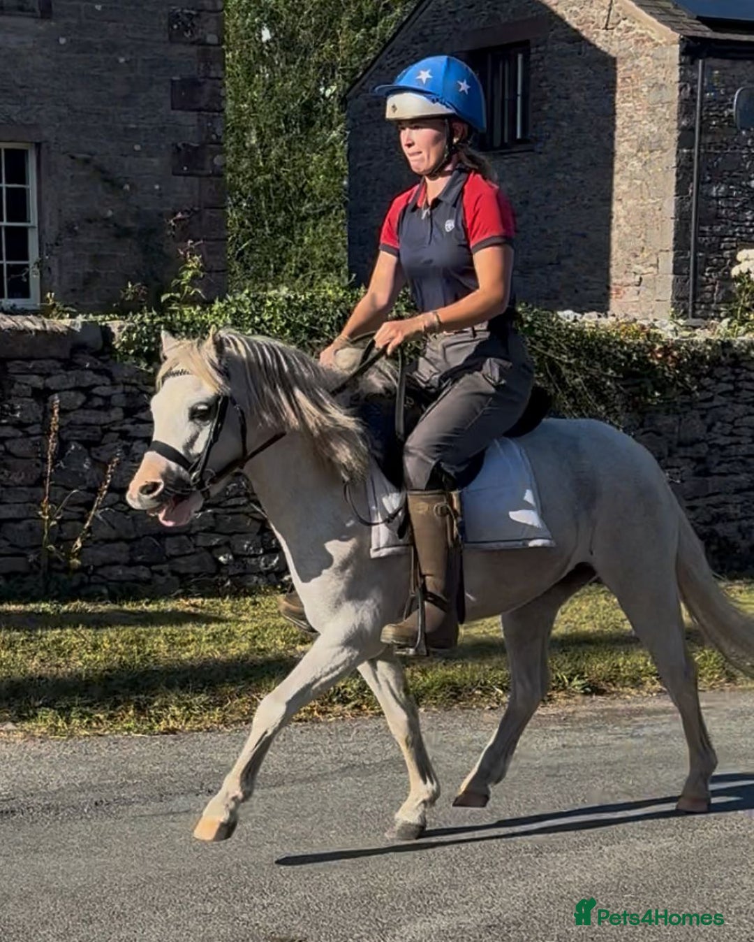 Welsh Section A horses for sale: Welsh section A Gelding - Image 9