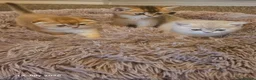 Scottish Fold cats for sale: 🐾 Stunning Golden ScottishFold&Straight Kittens🐾 in Southampton - Advert 12