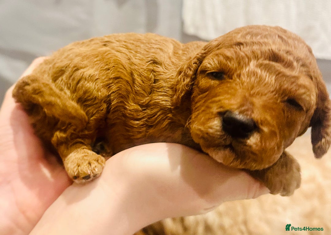 Cavapoo dogs for sale: Toy Cavapoo Puppies  - Advert 9