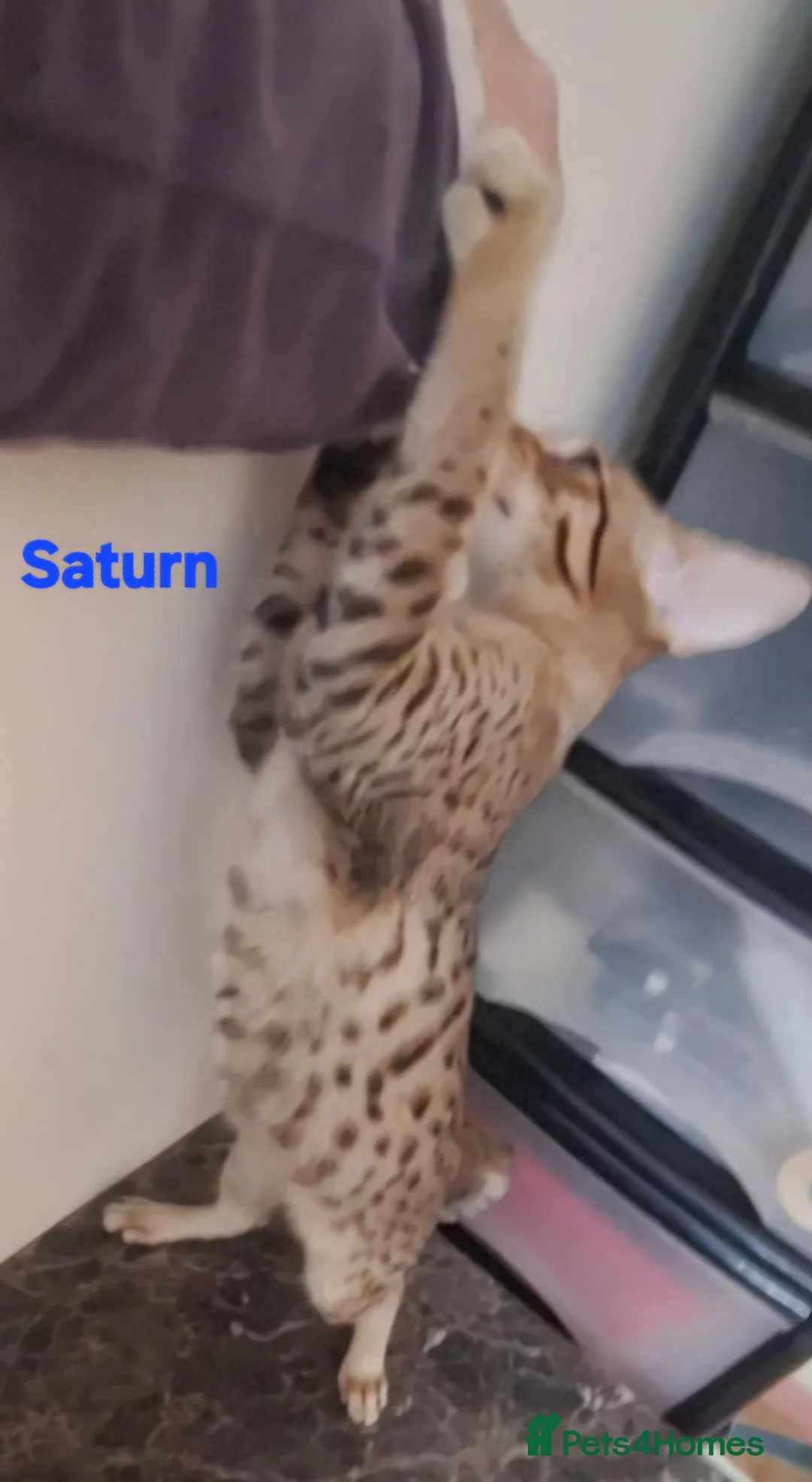 Savannah cats for sale: REDUCED! Savannah SBTF6 cubs with Serval traits - Advert 4
