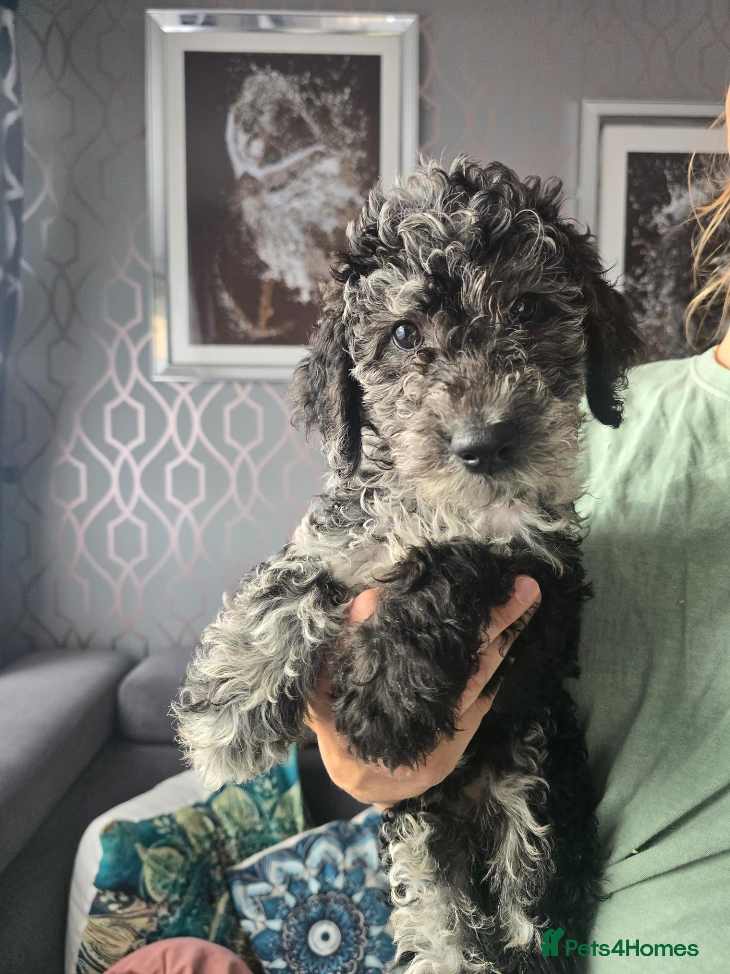 Goldendoodle dogs for sale: Ready now ! Standard F1B Goldendoodles!  - Advert 1