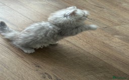 British Longhair cats for sale: Stunning fluffy Maine coon x british longhair  - Image 38