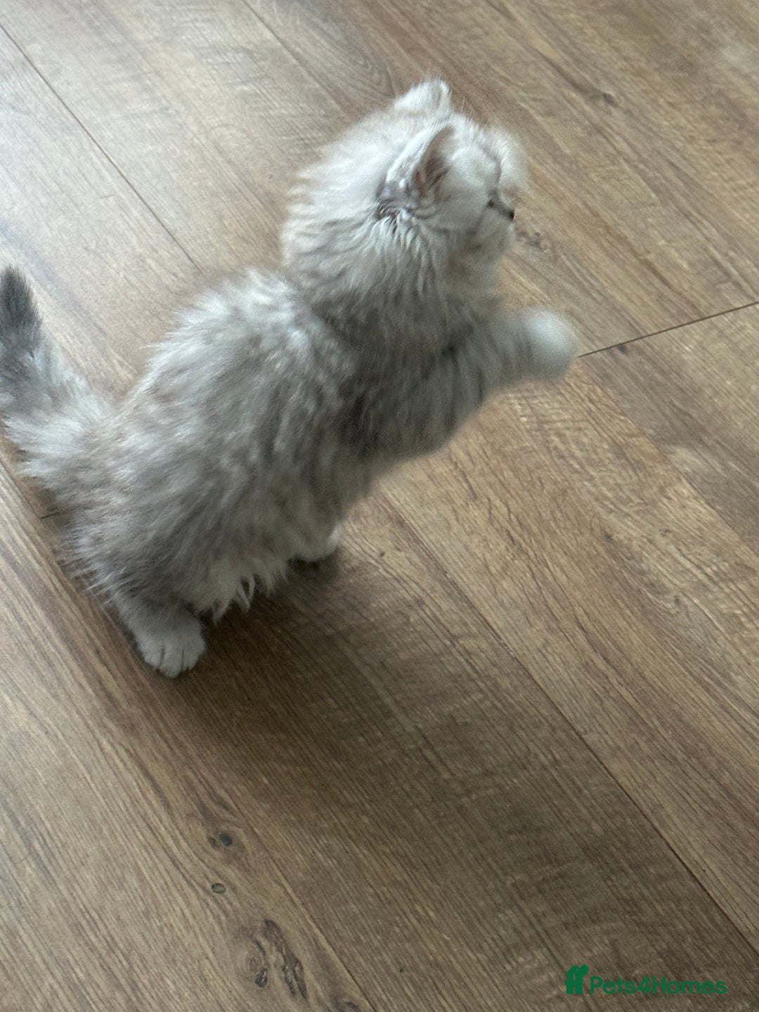 British Longhair cats for sale: Stunning fluffy Maine coon x british longhair  - Image 38