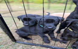 Labrador Retriever dogs for sale: Working Labrador Puppies - 3 boys remaining - Image 7
