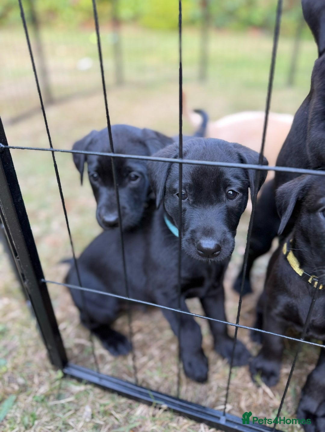 Labrador Retriever dogs for sale: Working Labrador Puppies - 3 boys remaining - Image 7
