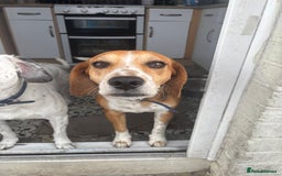 Mixed Breed dogs for sale: Friendly Beagle Mix Looking for a New Home  - Image 3