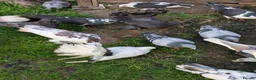 Pigeons birds for sale: Pigeons Mixed Variety  - Advert 25