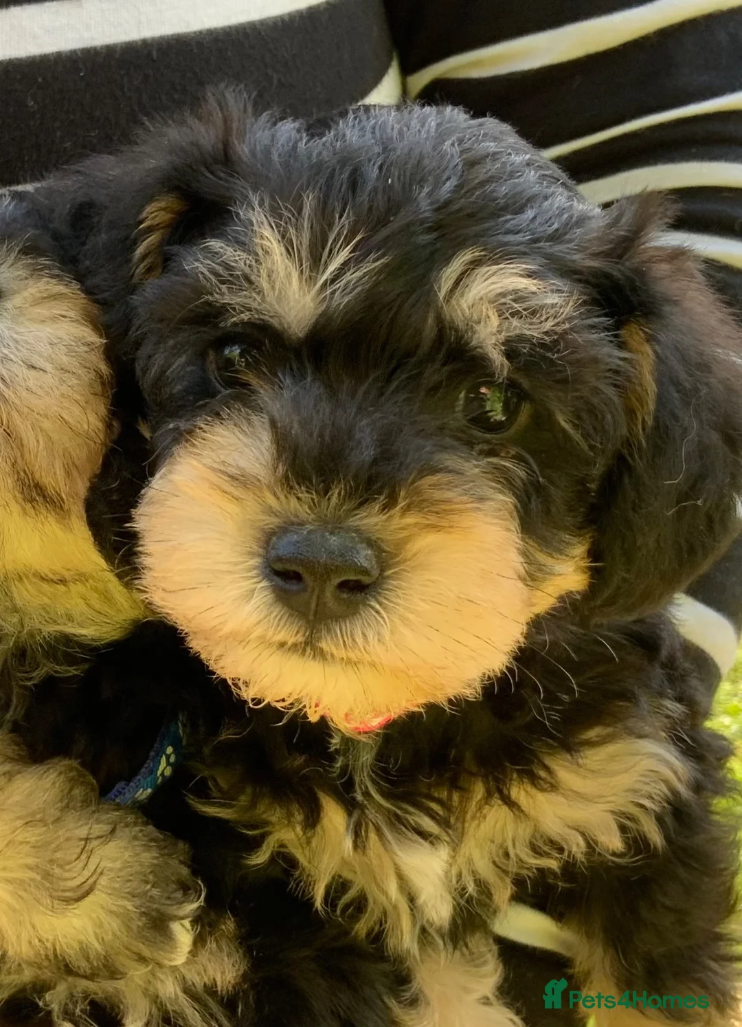 Schnoodle dogs for sale: Happy confident Schnoodle puppies  - Advert 2