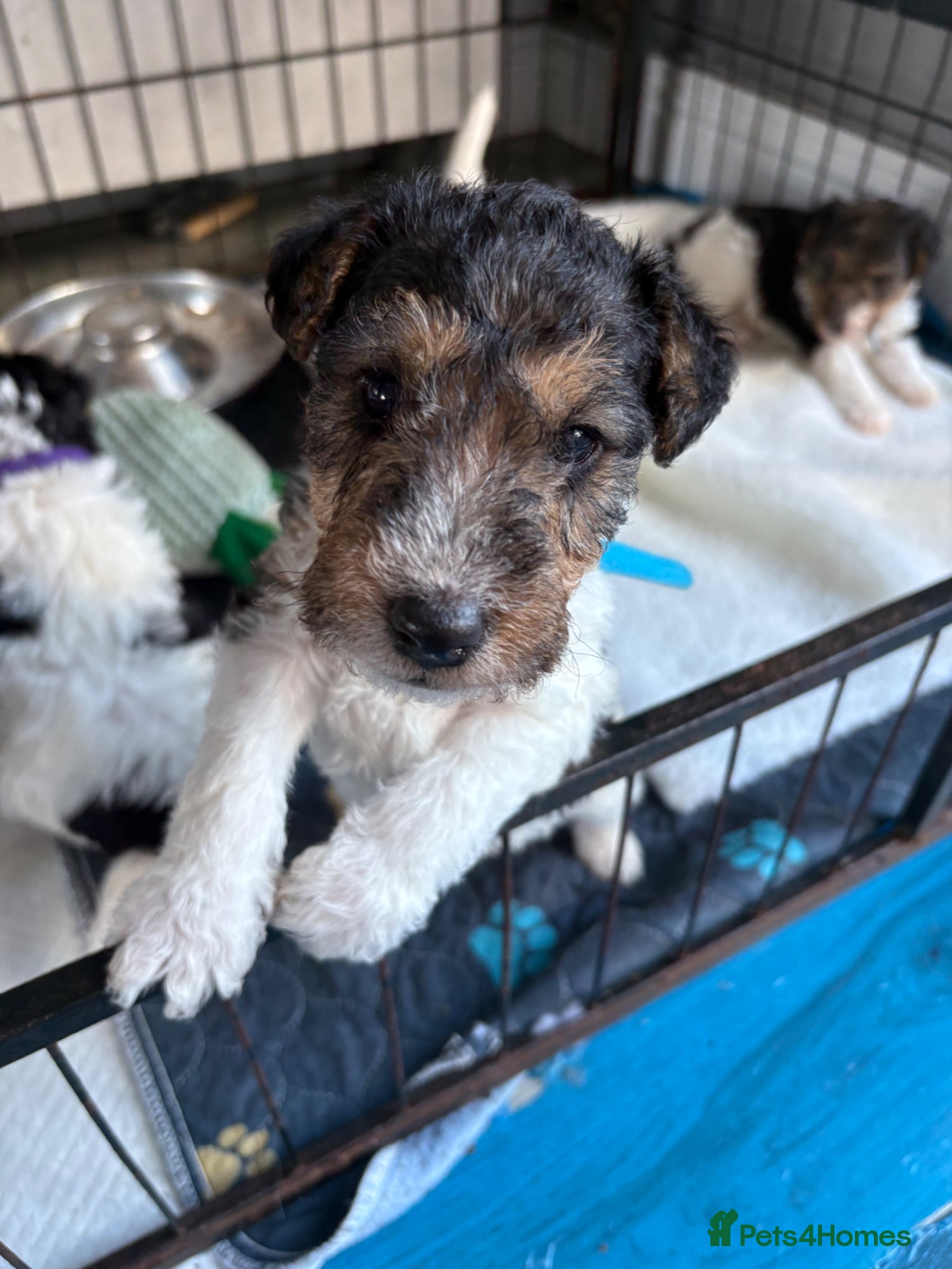 Fox Terrier dogs for sale: Wire haired fox terrier - Advert 5