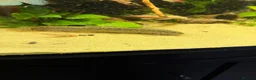 Loaches fish for sale: Three weather loach for sale in Southam - Advert 2